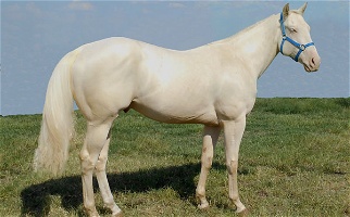 Beautiful Barrel Bred Mare Other breeds for Albany, KY